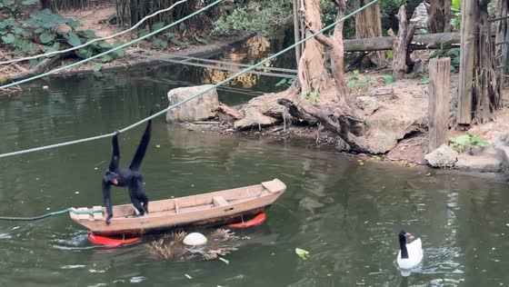 Spider monkey rows boat to retrieve food in Guangzhou, China