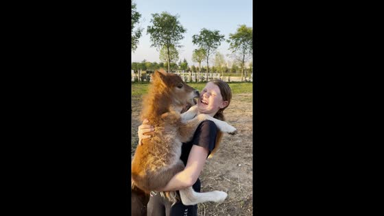 Adorable bonding: 11-year-old's playful encounter with 5-day-old foal