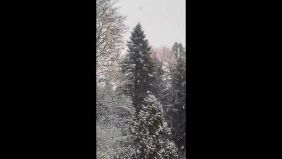 Heavy snowfall covers trees in Guelph, Ontario, Canada