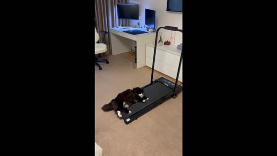 Cat tries to nap on a treadmill but gets carried away by the moving belt in Odesa, Ukraine