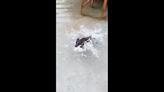 Dog paddles clumsily in shallow water in China