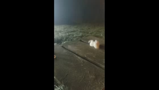 Dog's slip into sewer during play 