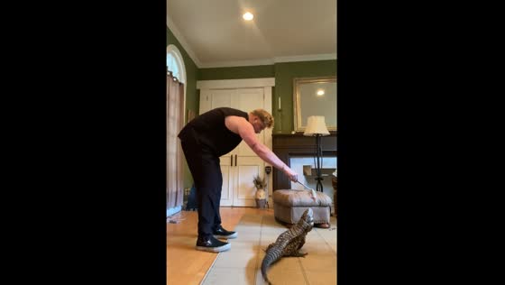 Tegu catches treat in Saratoga, California