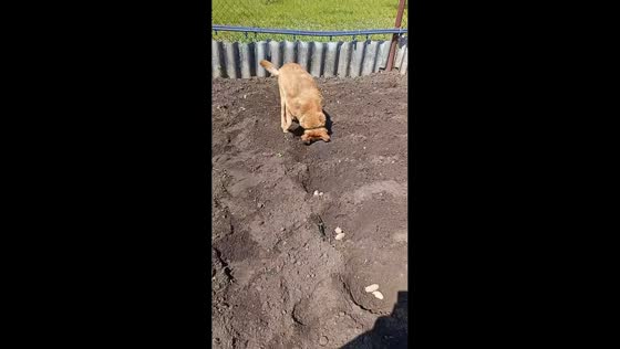 Dog buries potatoes around yard in Dnipro, Ukraine