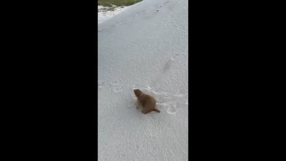 Prairie dog walks to car in West Palm Beach, Florida, USA