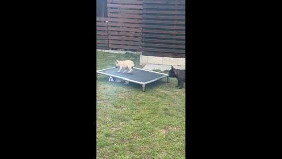 French bulldogs play and take turns under lounger in Krupka, Czech Republic