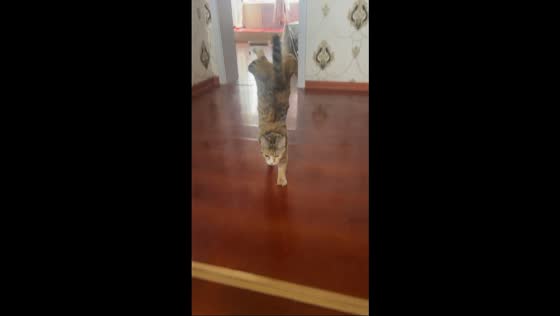 Cat walks on front legs in unusual upside-down style in Xinjiang, China