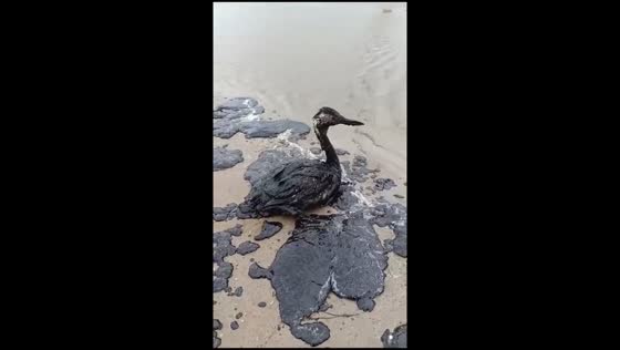 Bird covered in oil stains in Krasnodar Krai, Russia