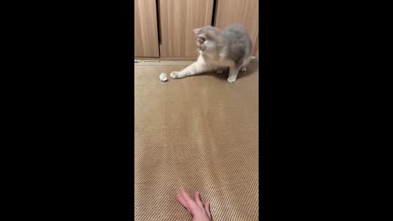British Shorthair cat plays paper ball game in Fujian, China