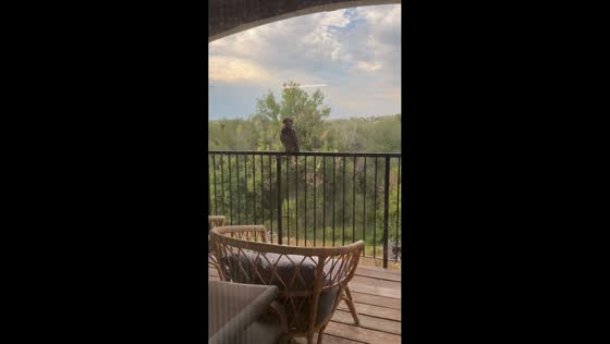 Owl lands on balcony and stares back at homeowner in Lakewood, Colorado