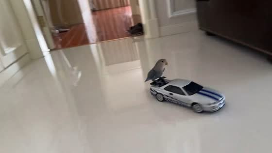 Parakeet rides remote-controlled toy car inside home in Beijing, China