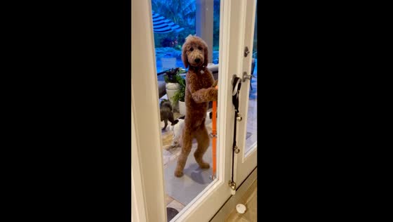 Persistent pup: determined dog's door-opening quest