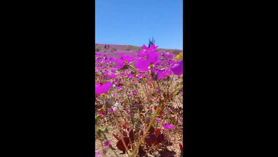 Rare “flowering desert” phenomenon blankets with vibrant blooms in Totoral, Atacama, Chile