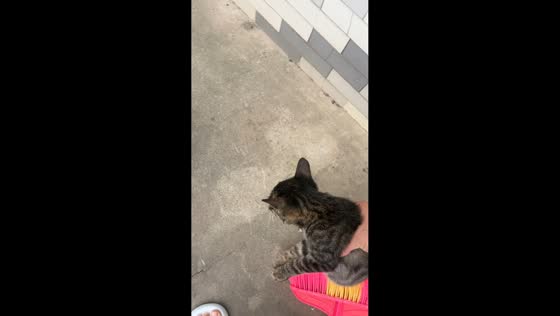 Cat catches mouse after being placed in a berry-filled container in Hubei, China