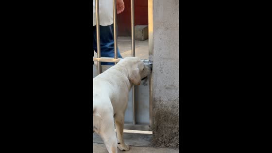 Smart dog unlocks gate to follow owner in Zhejiang, China