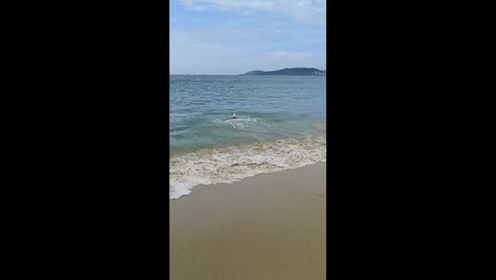 Dog braves waves to fetch ball on beach in Muxía, Spain
