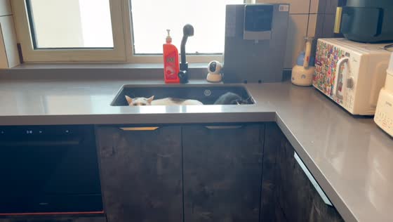 Two cats adorably peek out from a kitchen sink in Hebei, China