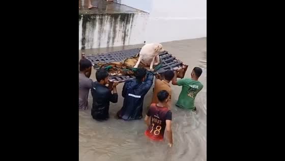 Dog rescued from floods in Vadodara