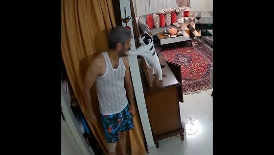 Cat ambush: Tehran feline strikes with surprise attack!