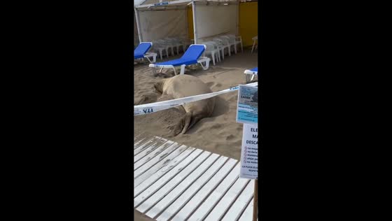 Elephant seal rests on beach in Mar del Plata, Buenos Aires, Argentina