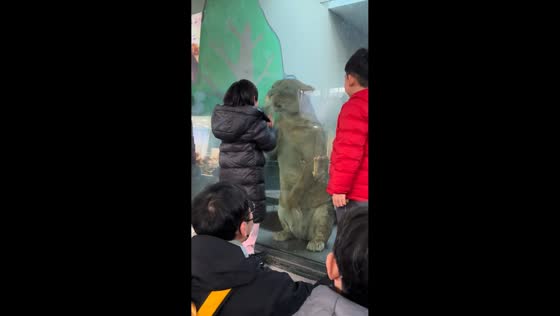 Little girl mimics a lion behind the glass at the zoo in Tianjin, China