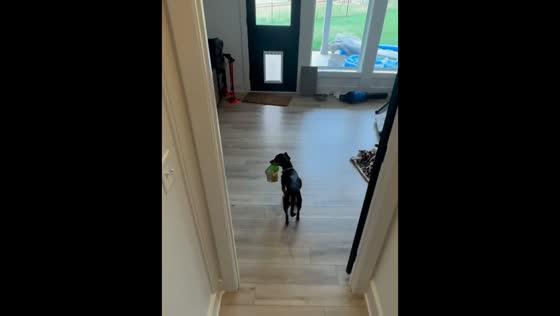 Sneaky dog caught carrying snack pack down the stairs in USA