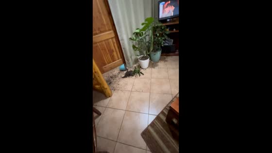 Cat capers lead to potted plant peril in Chile