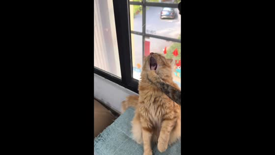 Domestic long-haired cat reacts to unexpected grab in Shanghai, China