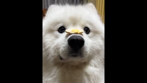 Smart Samoyed dog balances toy egg in Beijing, China