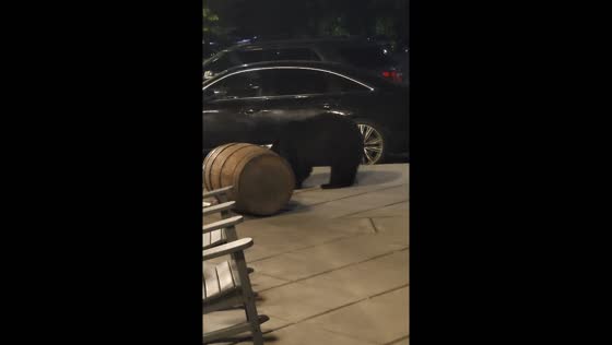 Bear in Gatlinburg feeds from garbage can