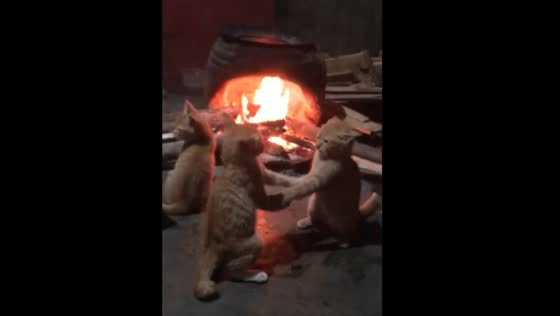 Adorable cats playing in front of the bonfire
