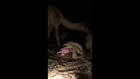 Camel steps on man in humorous nighttime encounter in Hafar Al-Batin, Saudi Arabia