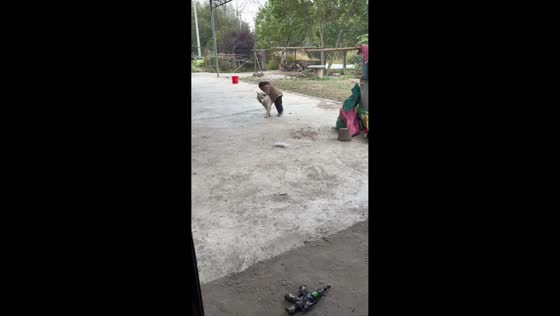 Toddler flips over while trying to ride dog in Hebei, China