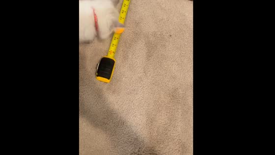 Cat's amazing tape measure trick: ball to pan to cup!