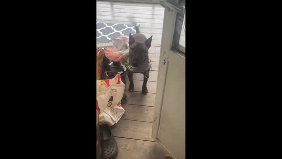 Dog surprises owner with trash hanging from its body in Vellinge, Sweden