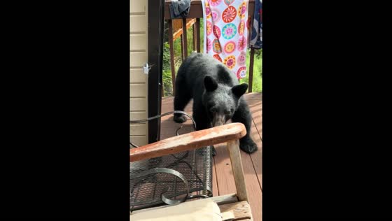 Bear spotted in front of Tennessee home