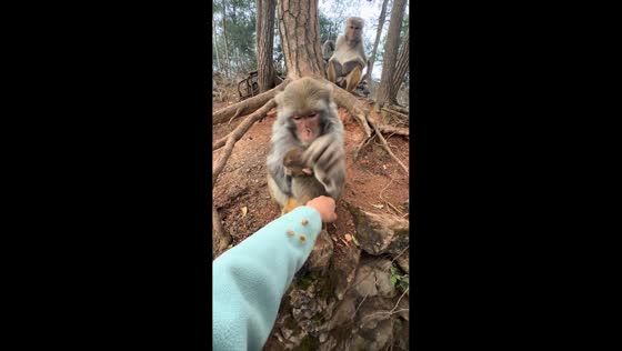 Monkey helps woman pull weeds in Guizhou, China