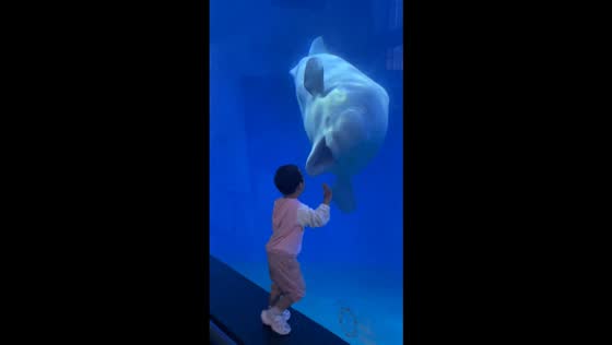 Little boy startled by beluga’s playful reaction in Shandong, China
