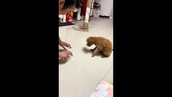 Toy poodle correctly finds hidden treat in cup game in Jiangsu, China