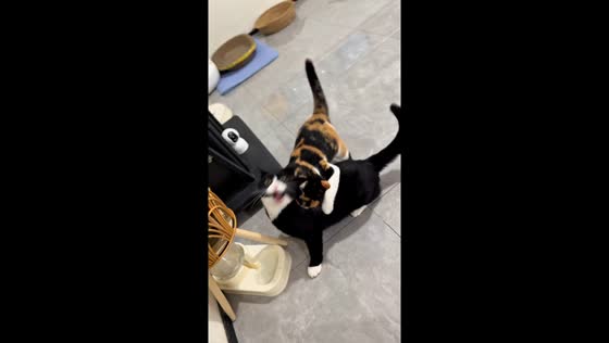 Two cats in playful scuffle in Beijing, China