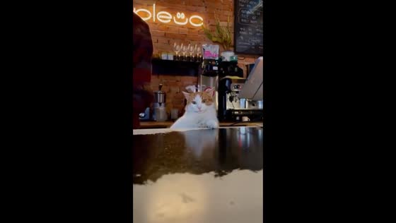 Khmelnytskyi coffee shop cat Kachan shows off 'latte art skills'
