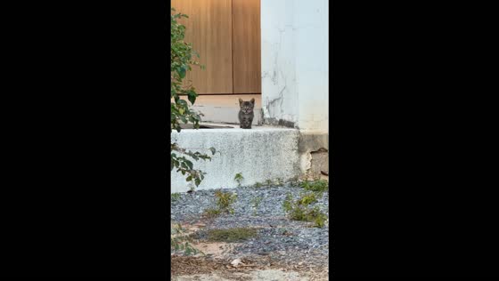Kitten adorably meows loudly after noticing a passerby in Zhejiang, China