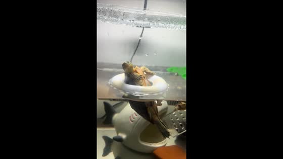 Caramel Red-eared Slider turtle relaxes on floaters in Beijing, China