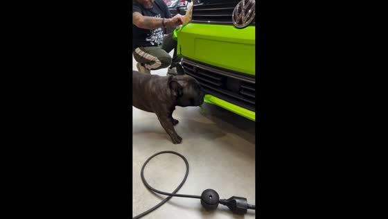 Dog assists in removing car wraps in Stockholm, Sweden