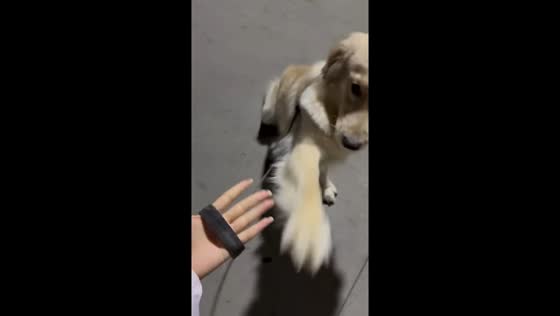 Golden retriever playfully struggles with paw trick in Shandong, China