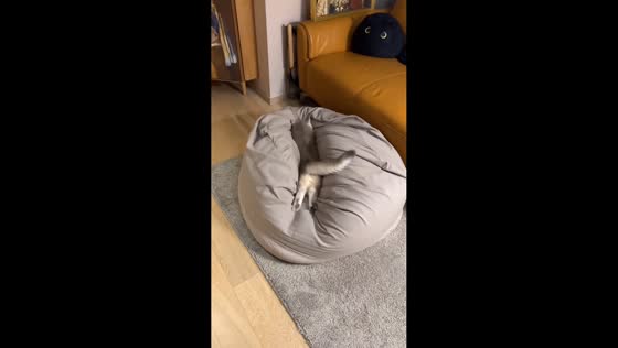 Cat dives into beanbag chair in Shanghai, China