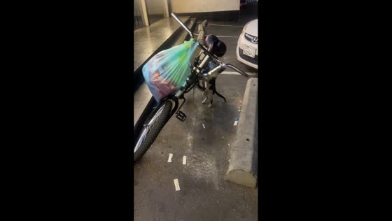 Mischievous stray cat knocks over a bike in Mecca, Saudi Arabia