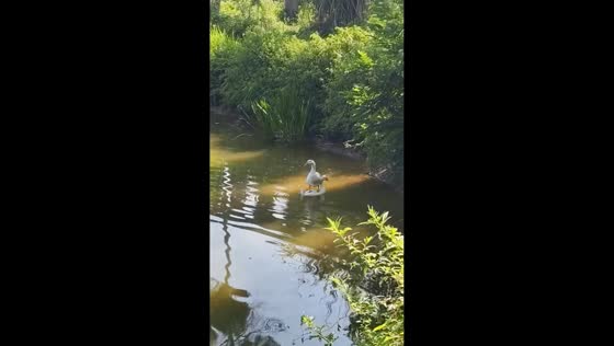 Duck uses friend as a floating perch in Sichuan, China