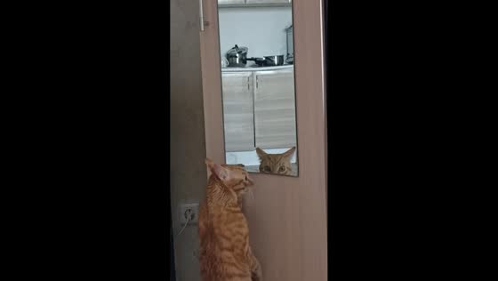 Curious cat caught peeking through mirror in Krasnoyarsk, Russia