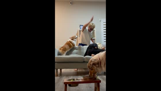 Corgi tries to defend owner during playful argument in Las Vegas, USA